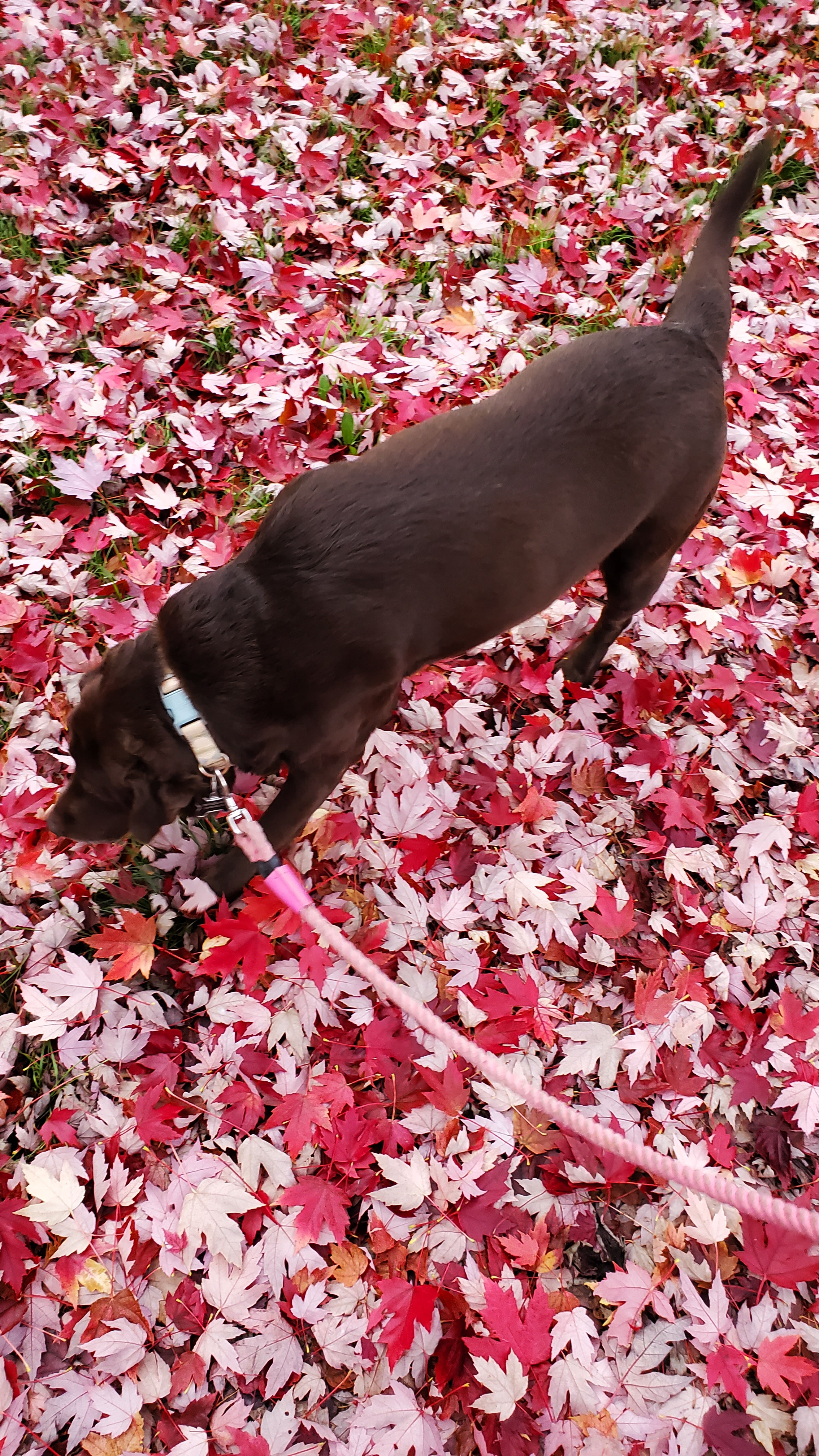 Lacy sniffing some red and pink leaves, her tail standing upright