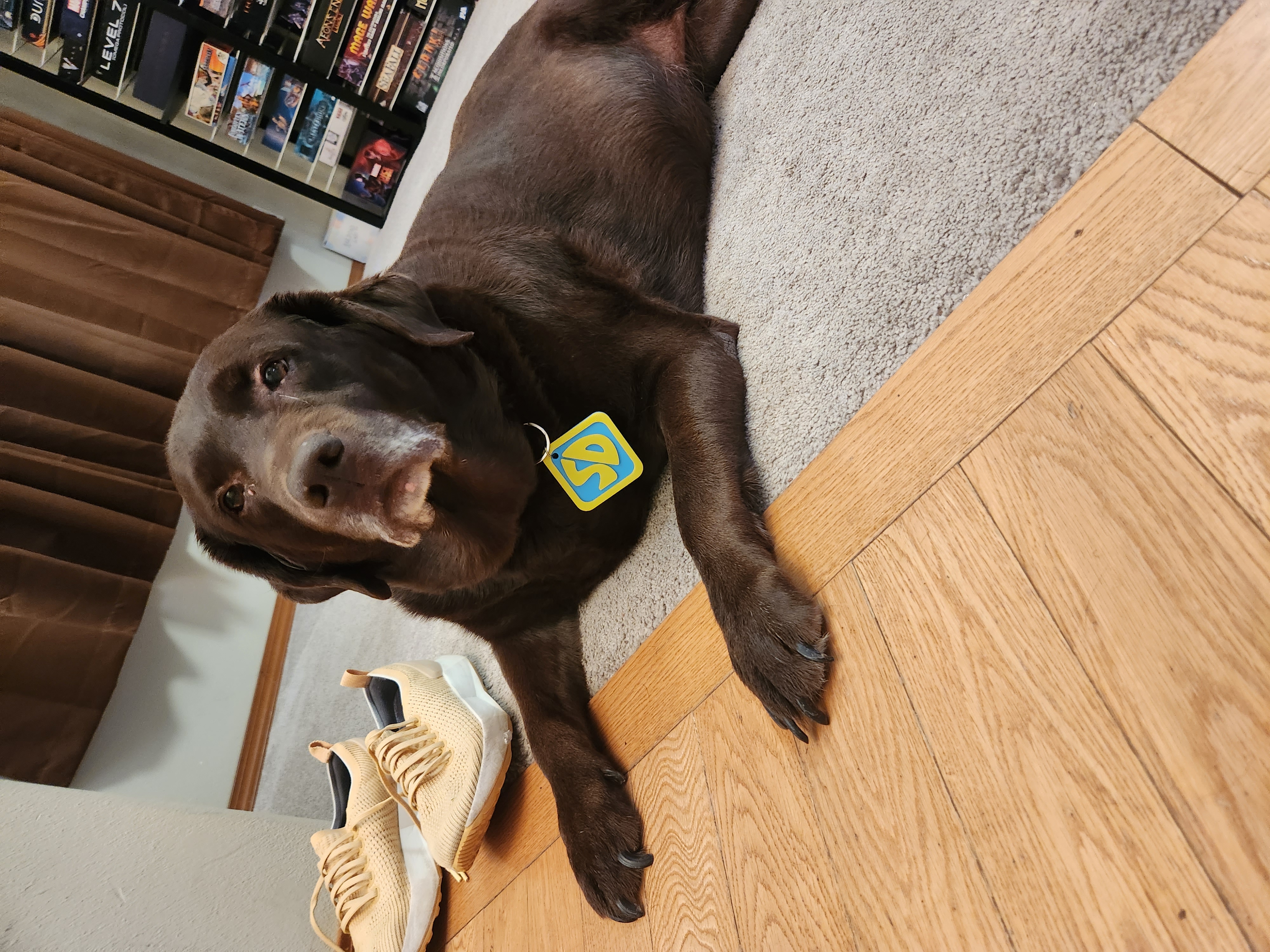 Lacy wearing a Scooby Doo collar, looking rather somber