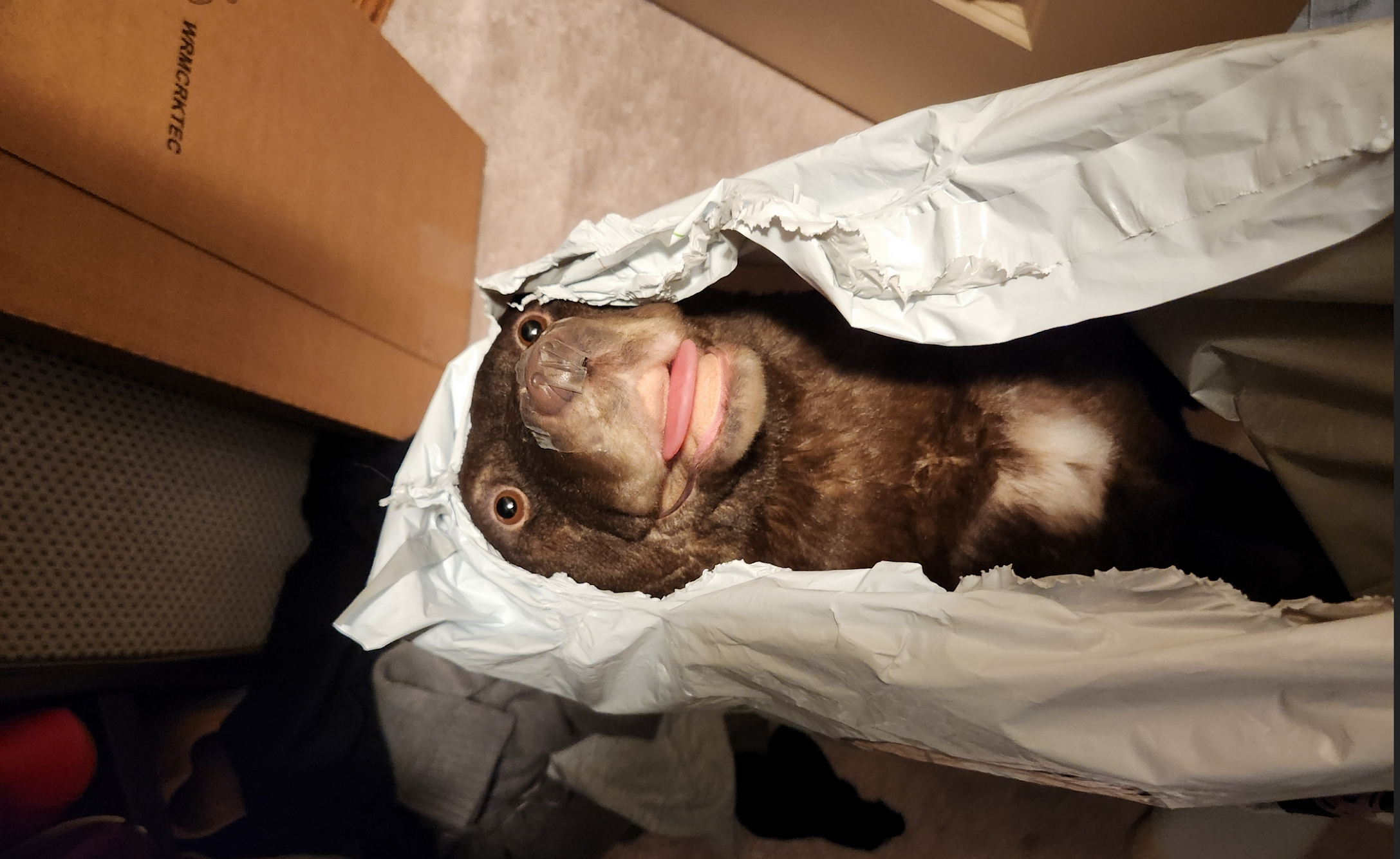 The front of the doppleganger. It gazes out with unseeing eyes. I wish it wouldn't.