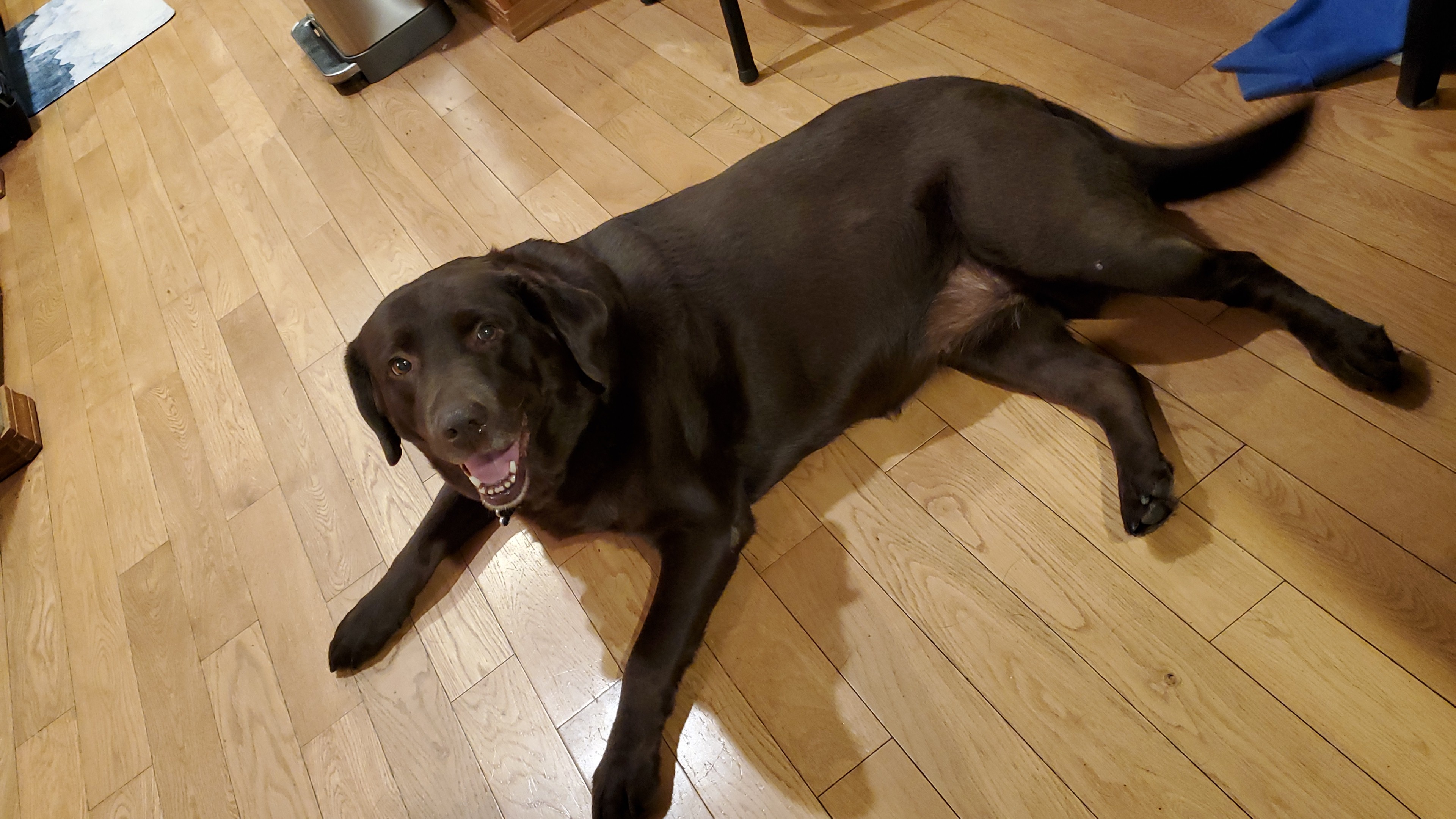 a picture of Lacy lying on wooden floor, smiling
