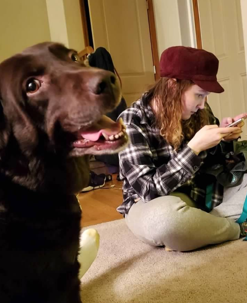 A chocolate lab looking lovingly at the camera