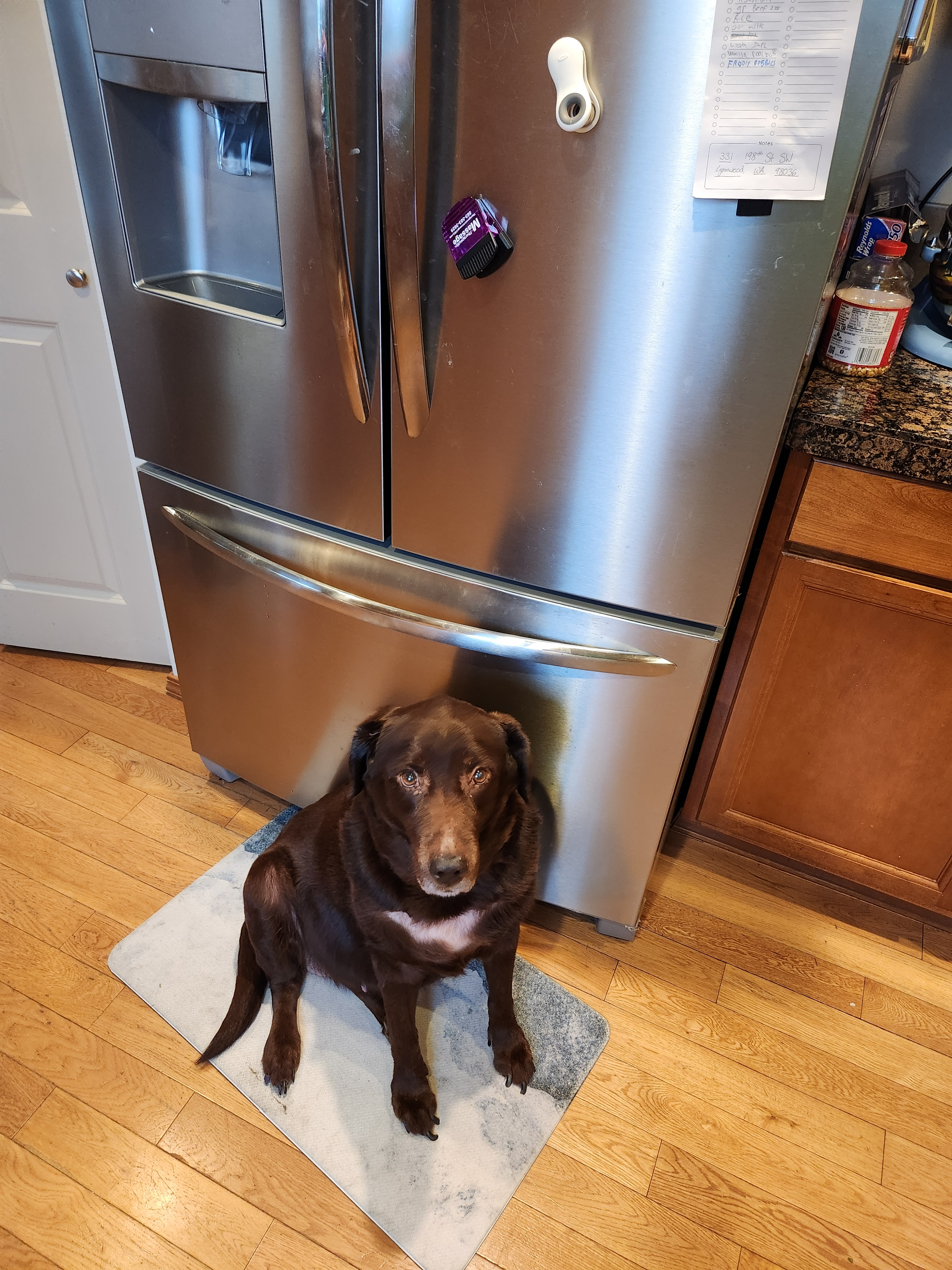 Lacy sitting in front of a fridge, her white chest visible