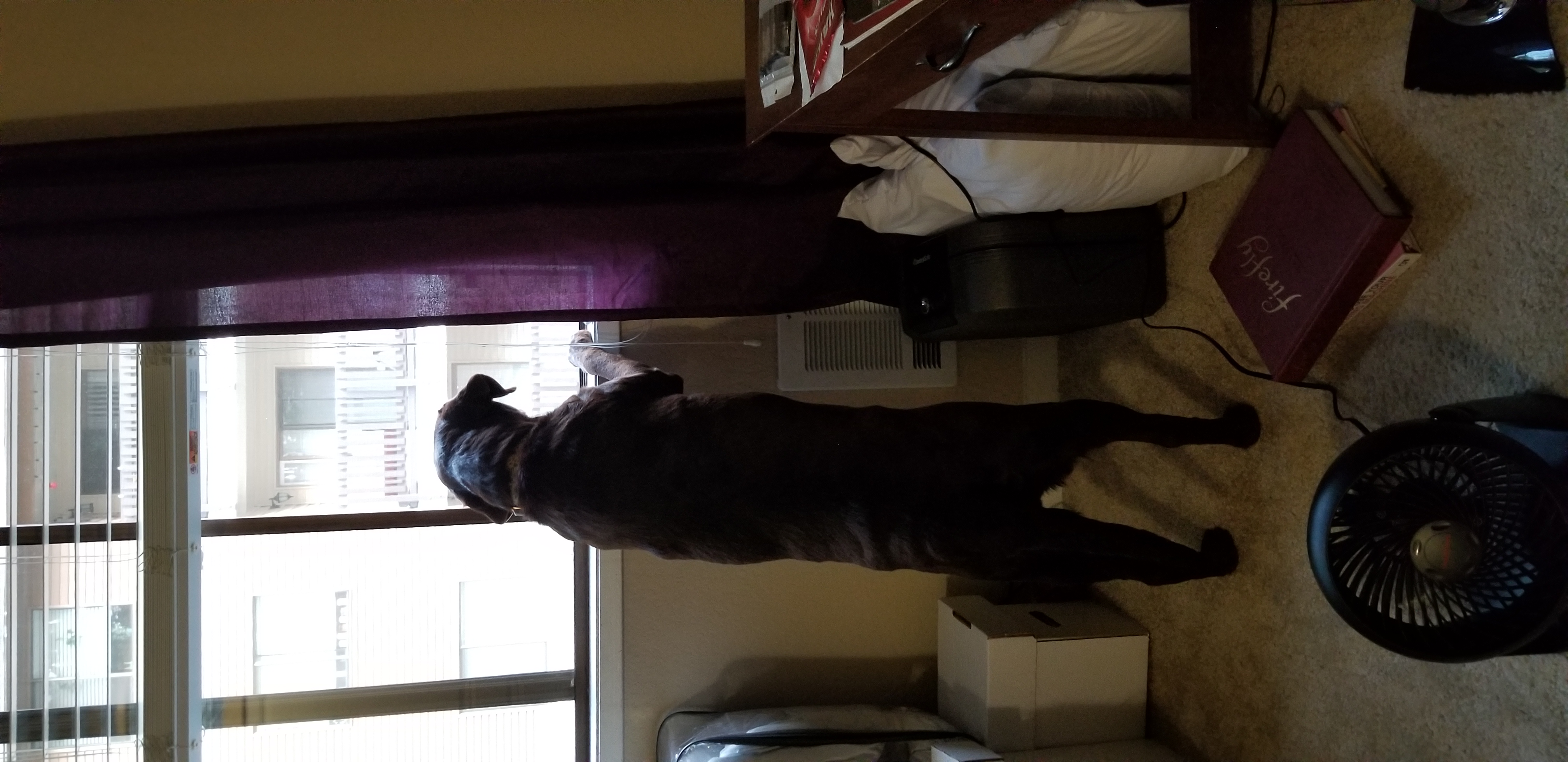Lacy standing on her back legs looking out a window like she's people