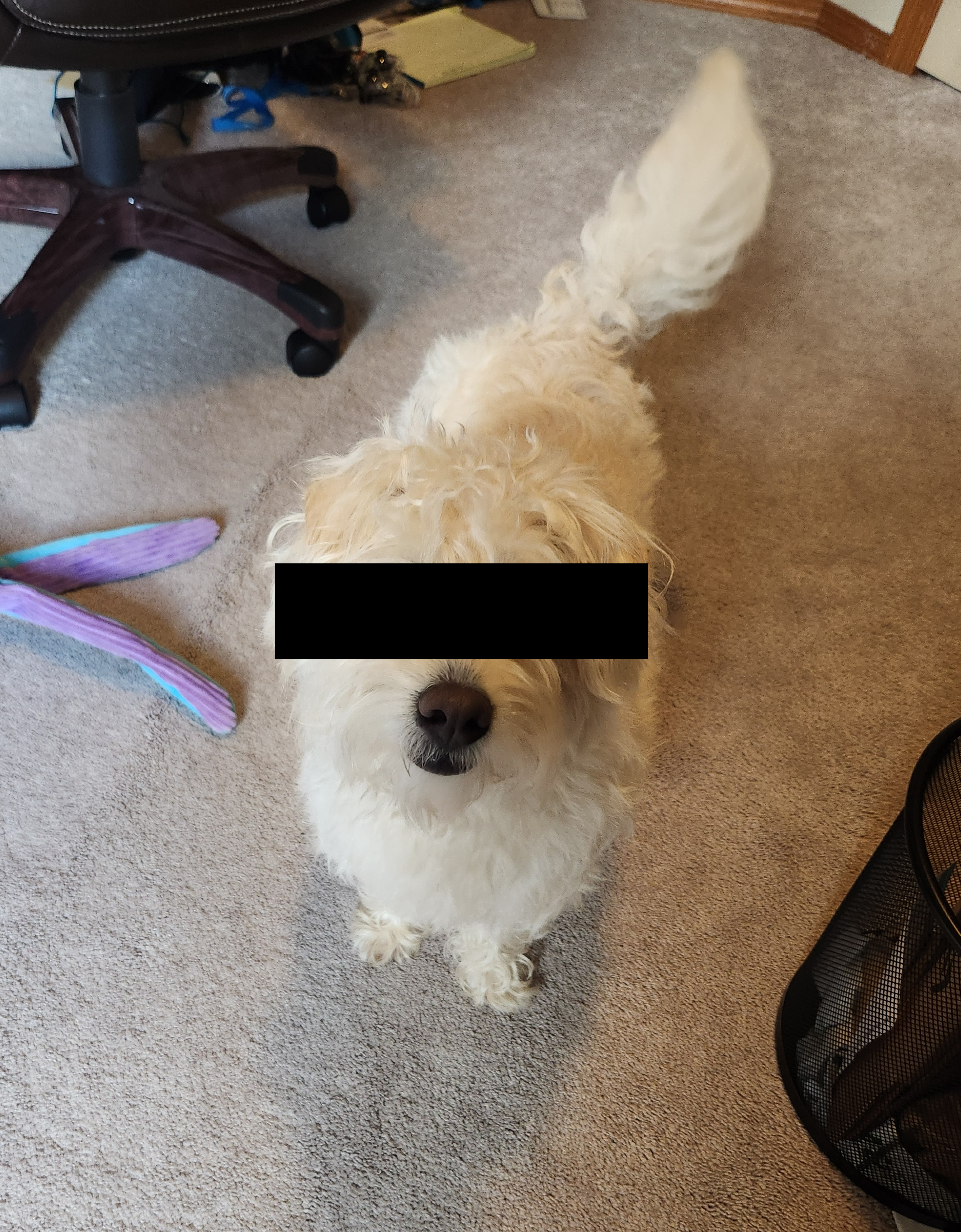 A small white dog with a censor bar over its eyes.