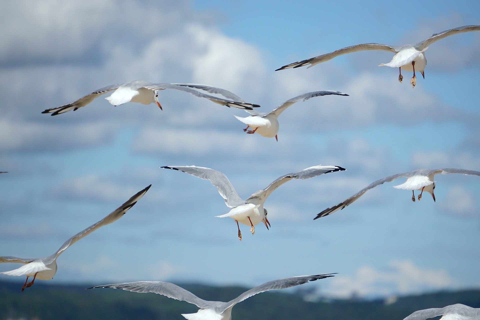 Seagulls, freely flying