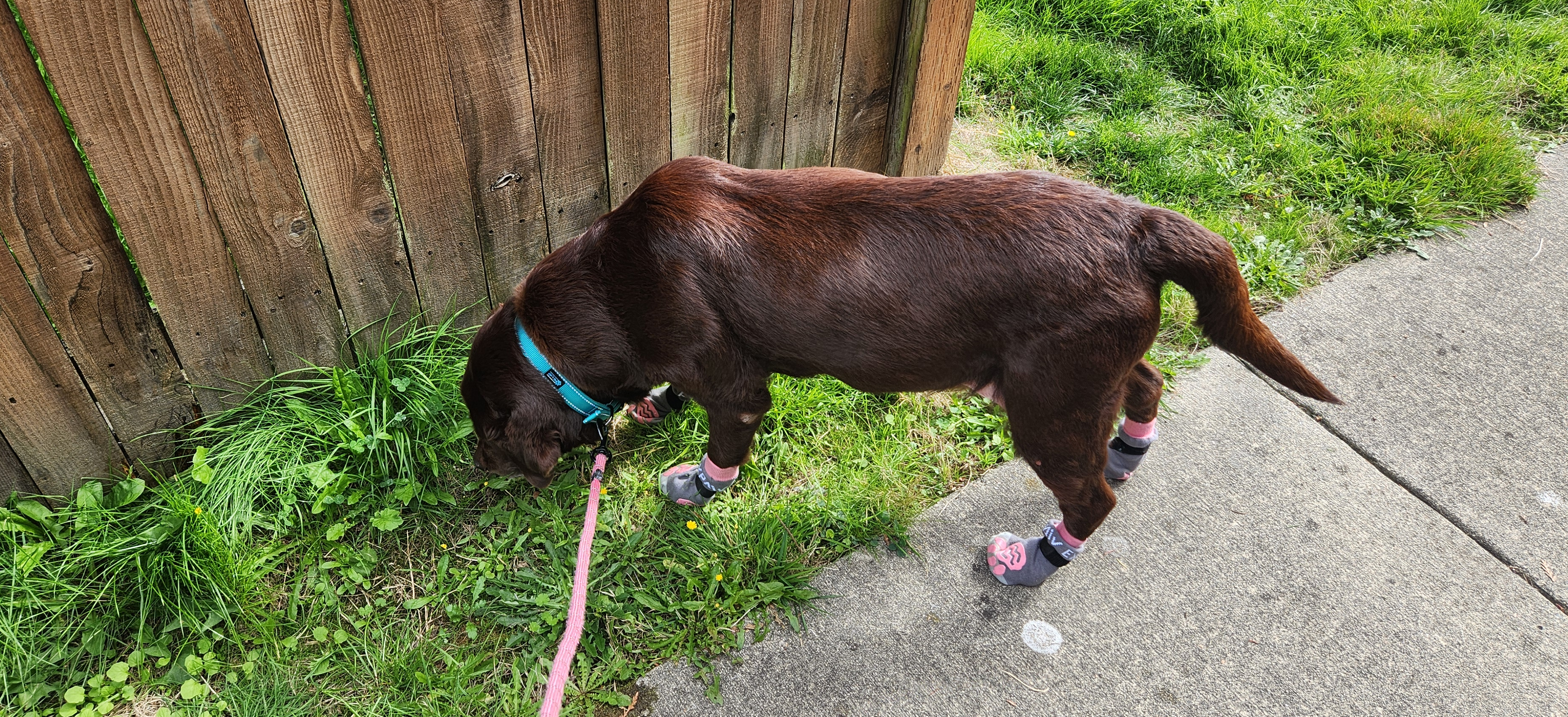 A brown dog on a pink leash