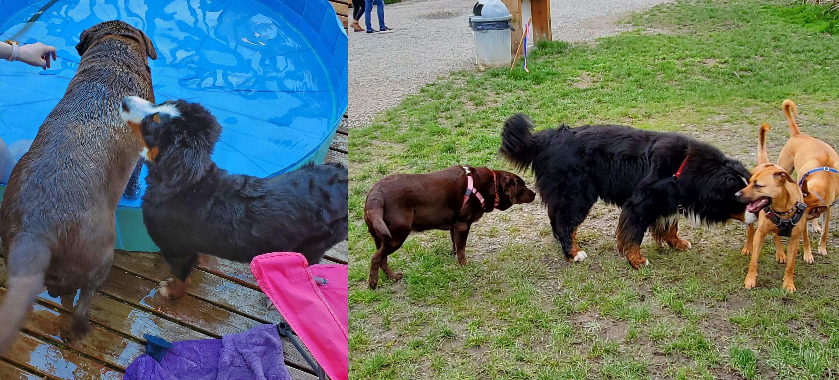 A collage of two pictures, each showing Lacy standing next to a (different) Bernese Mountain Dog. On the left, she is significantly larger. On the right, she is utterly dwarfed.